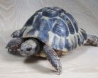 Rehomed...Hermanns : Male approx 6 years old (Clifford)